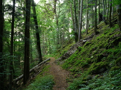 Bannwaldwanderung auf dem Urwaldpfad Bannwaldwanderung auf dem Urwaldpfad